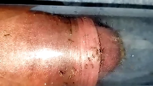 Ants gnaw horseshit