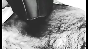 Cachorro mexicano querétaro